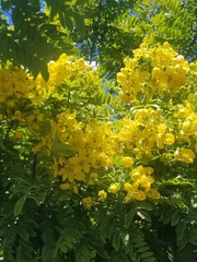 Cassia leptophylla