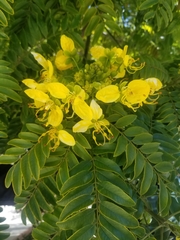 Cassia leptophylla