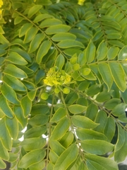 Cassia leptophylla