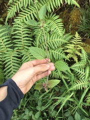 Phyllostegia grandiflora