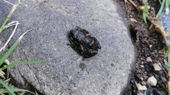 Eleutherodactylus nitidus
