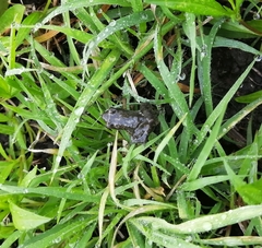 Eleutherodactylus nitidus