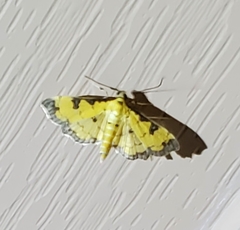 Ategumia ebulealis