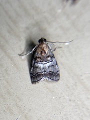 Pococera maritimalis