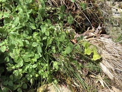 Codonopsis kawakamii