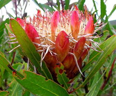 Protea susannae