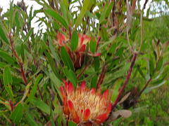 Protea susannae