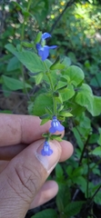 Salvia tehuacana