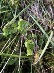 Codonopsis kawakamii
