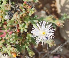 Mesembryanthemum splendens splendens