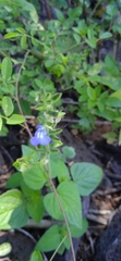 Salvia tehuacana