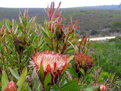 Protea susannae