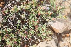 Mesembryanthemum splendens splendens