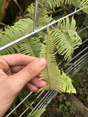 Sticherus owhyhensis