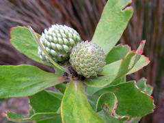 Leucospermum praecox