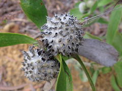 Leucospermum praecox
