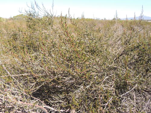 Cliffortia ericifolia, photograph 6
