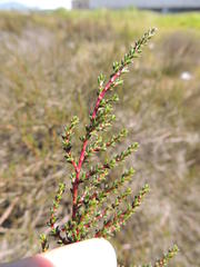 Cliffortia ericifolia
