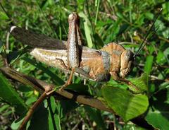 Abisares viridipennis