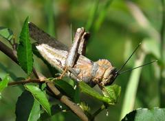 Abisares viridipennis