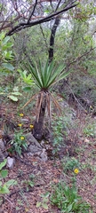 Yucca carnerosana