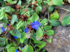 Ceratostigma plumbaginoides