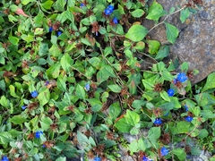 Ceratostigma plumbaginoides