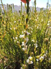 Gnidia spicata