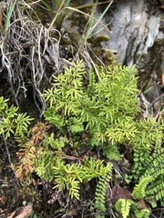 Cryptogramma brunoniana