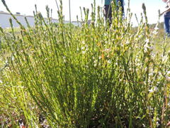 Gnidia spicata