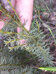 Cyclopia genistoides