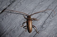 Eburida quadriguttata