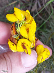 Cyclopia genistoides