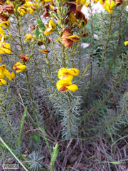 Cyclopia genistoides