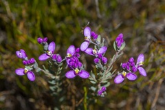 Comesperma retusum