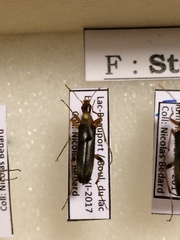 Cephaloon lepturides