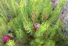 Leucadendron teretifolium