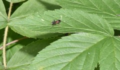 Linycus exhortator thoracicus