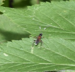 Linycus exhortator thoracicus