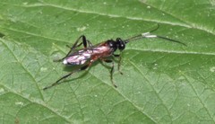 Linycus exhortator thoracicus