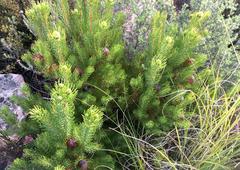 Leucadendron teretifolium