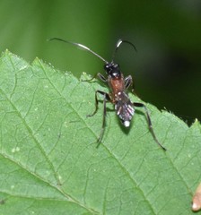 Linycus exhortator thoracicus