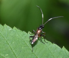 Linycus exhortator thoracicus