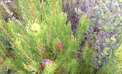 Leucadendron teretifolium