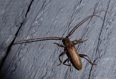 Eburida quadriguttata