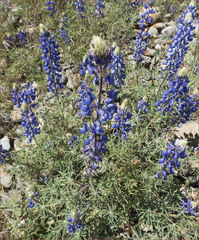 Lupinus benthamii