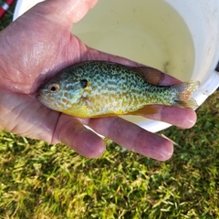 Lepomis gibbosus × cyanellus