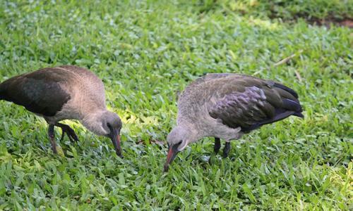 Hadada Ibis