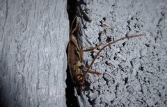 Eburida quadriguttata