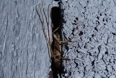 Eburida quadriguttata